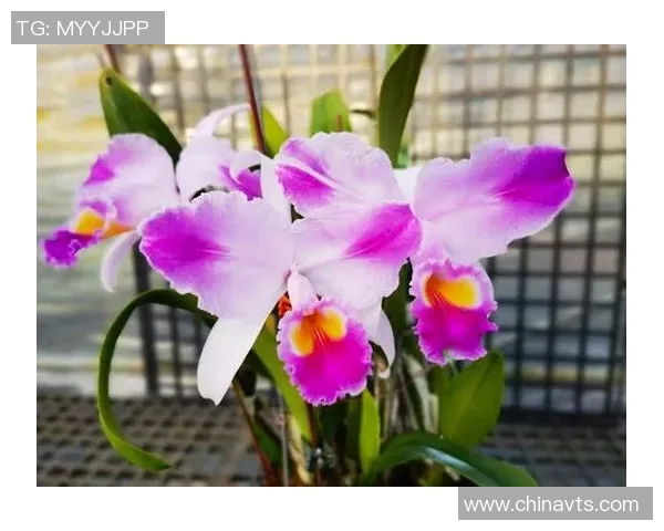 探索摩尔特里的神秘魅力与文化底蕴，揭示这座城市的独特风景与历史故事